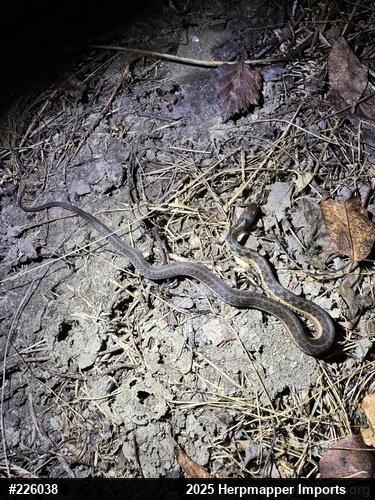 Eastern Gartersnake