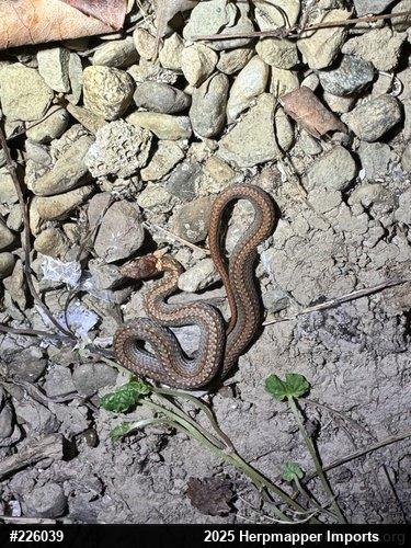 Red-bellied Snake
