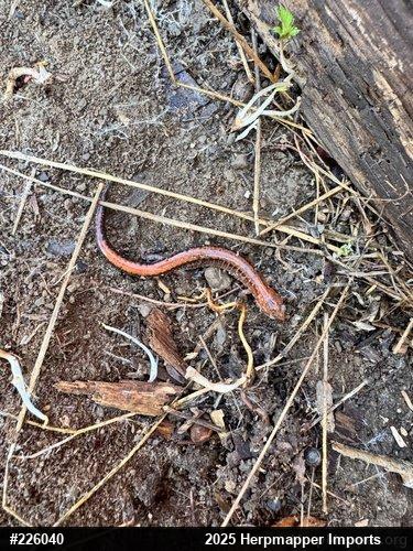 Eastern Red-backed  Salamander