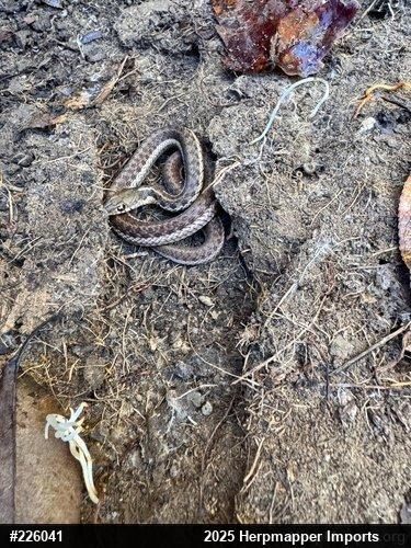 Eastern Gartersnake