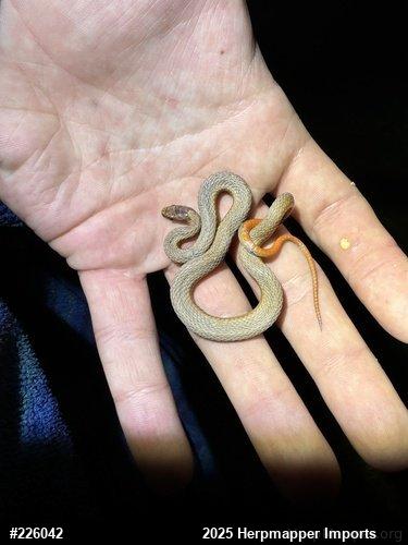 Red-bellied Snake