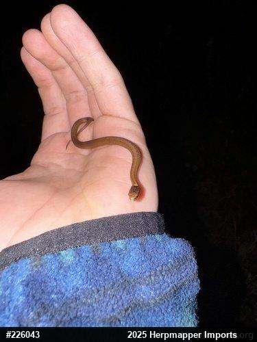 Red-bellied Snake