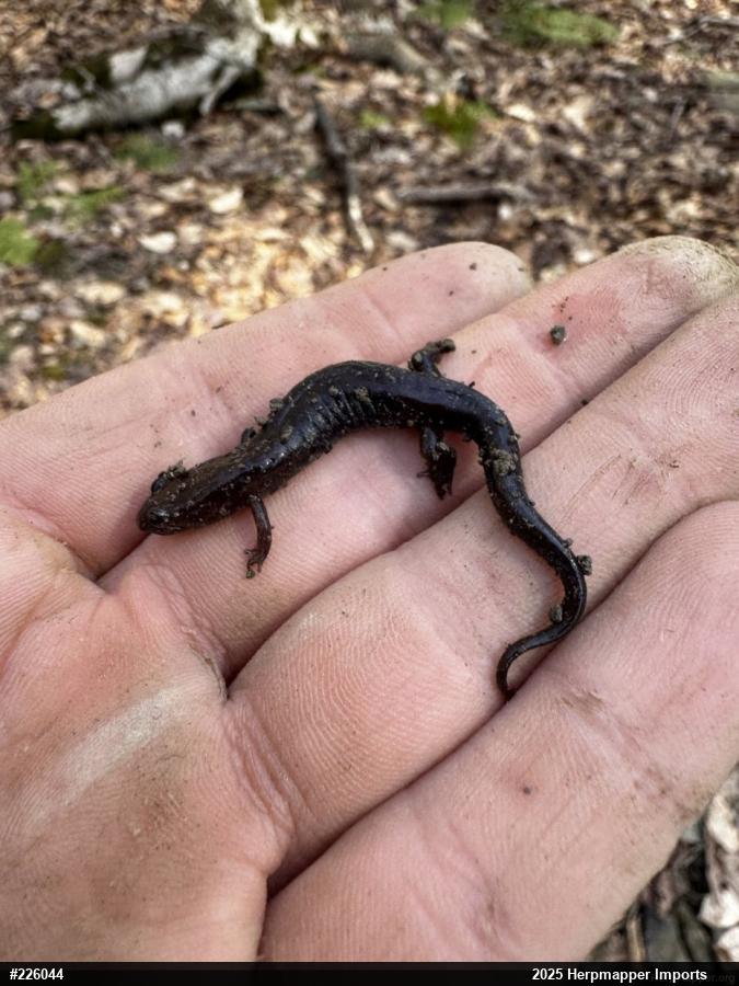 Allegheny Mountain Dusky Salamander