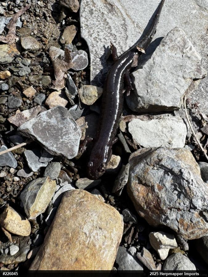 Allegheny Mountain Dusky Salamander