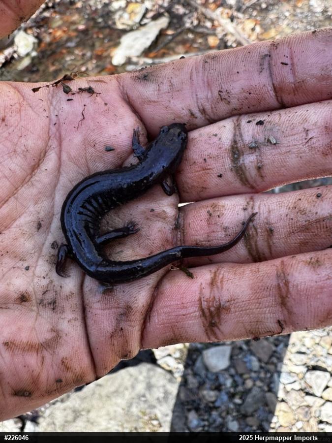Allegheny Mountain Dusky Salamander