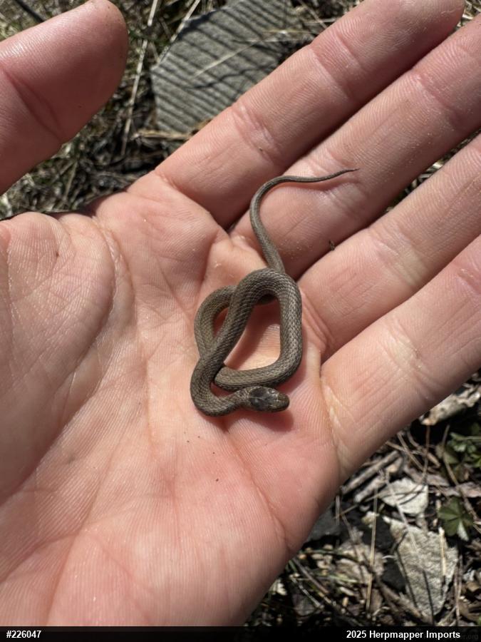 Dekay's Brownsnake