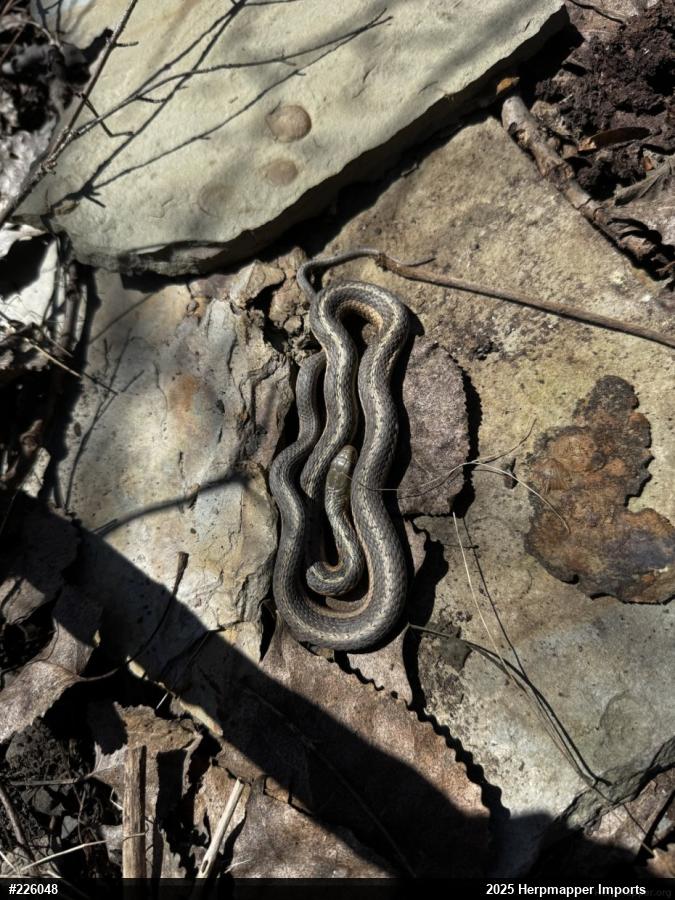 Eastern Gartersnake