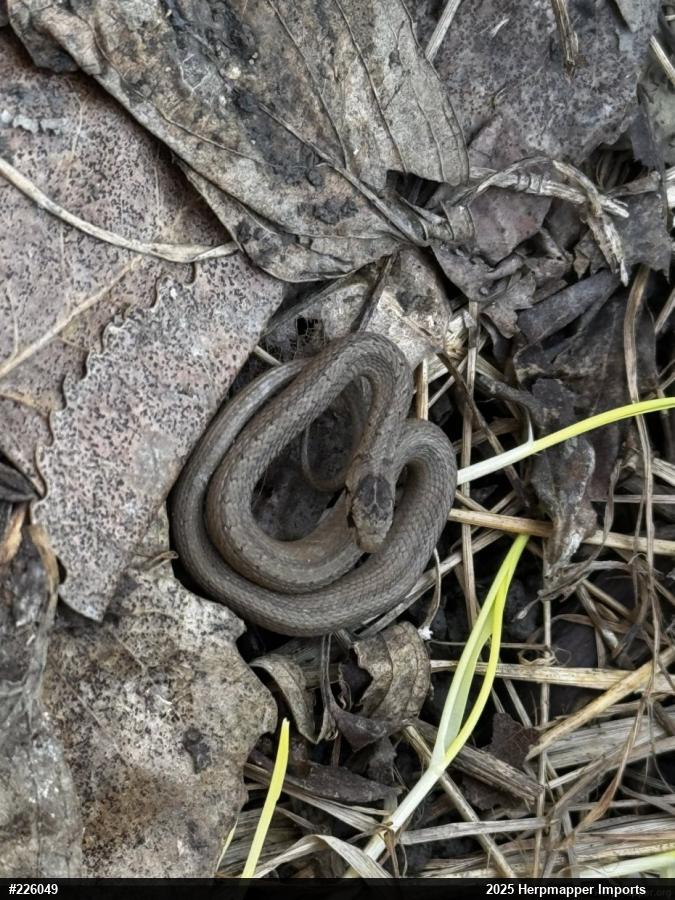 Dekay's Brownsnake