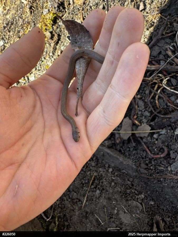 Dekay's Brownsnake