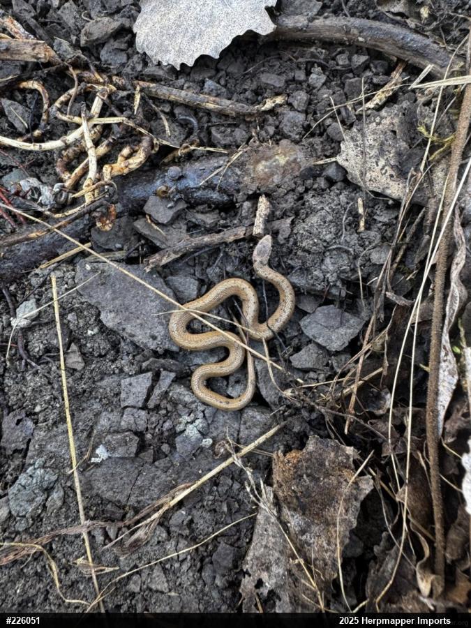 Dekay's Brownsnake