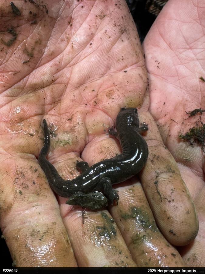 Dusky Salamanders