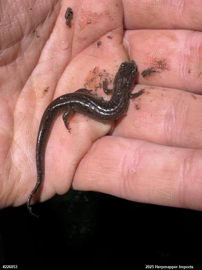 Dusky Salamanders