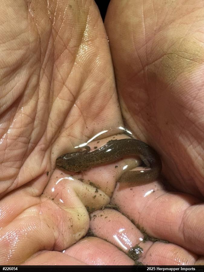 Northern Red Salamander