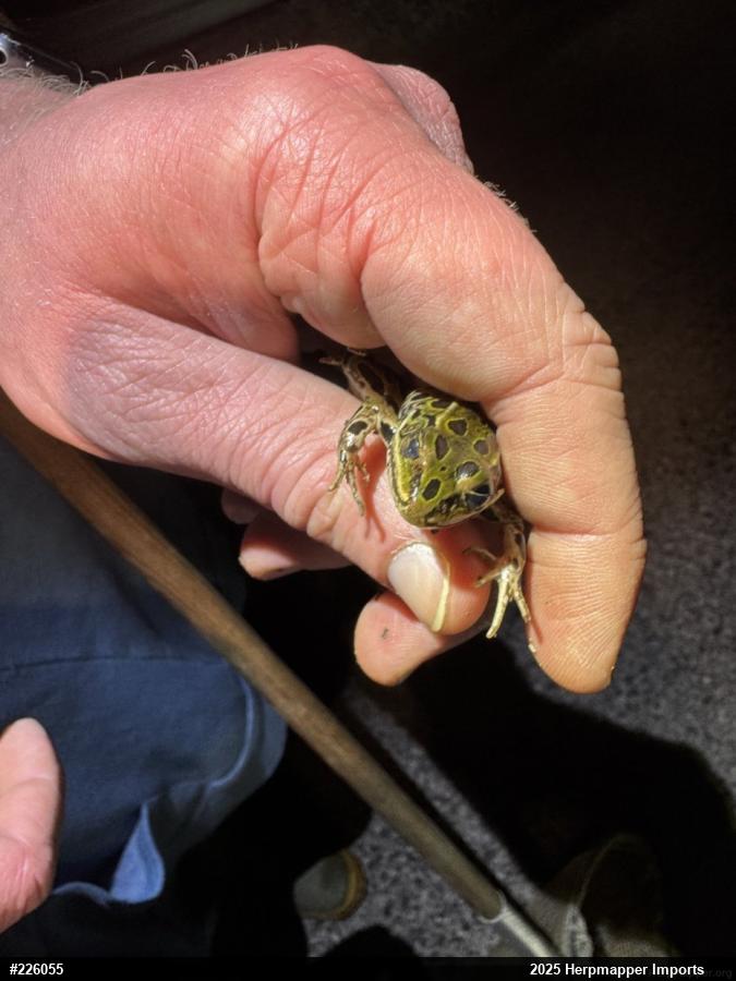 Northern Leopard Frog