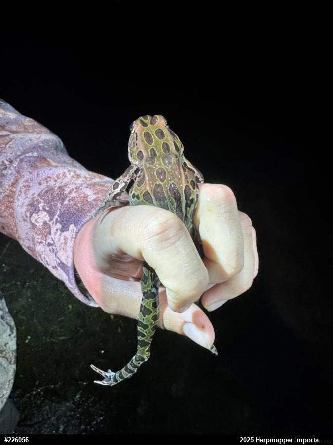 Northern Leopard Frog