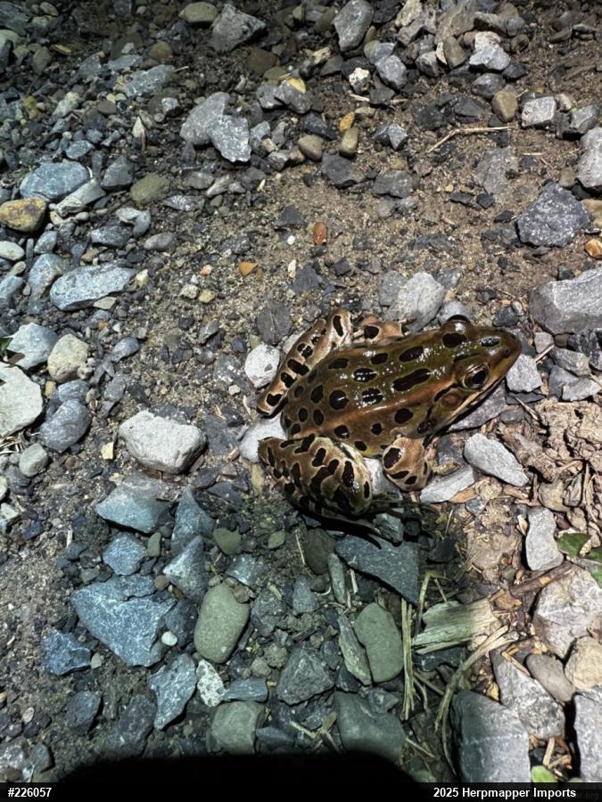 Northern Leopard Frog