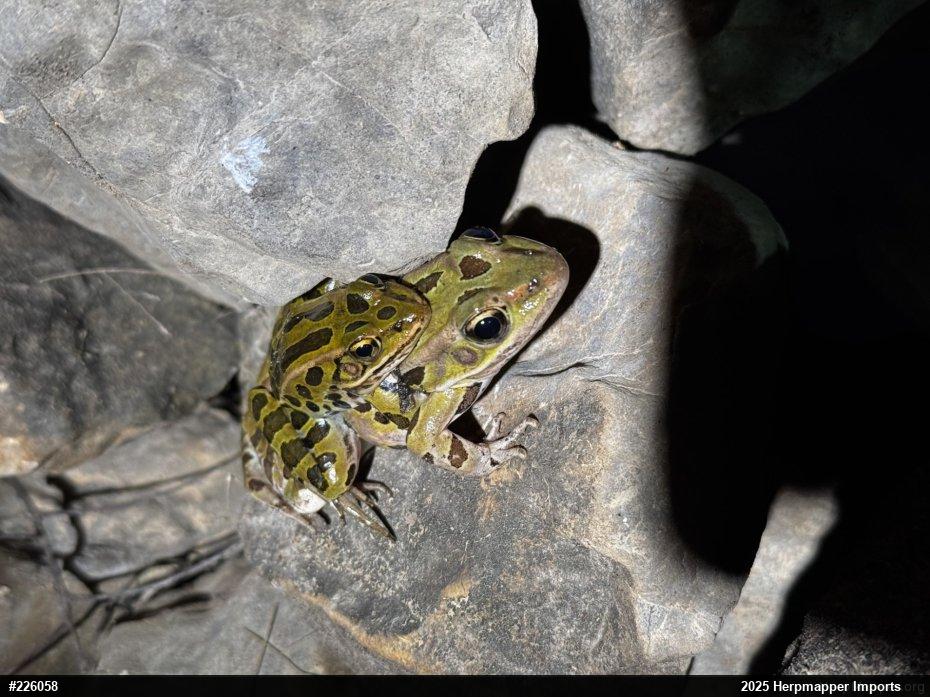 Northern Leopard Frog