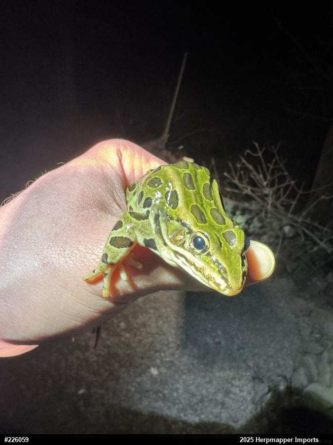 Northern Leopard Frog
