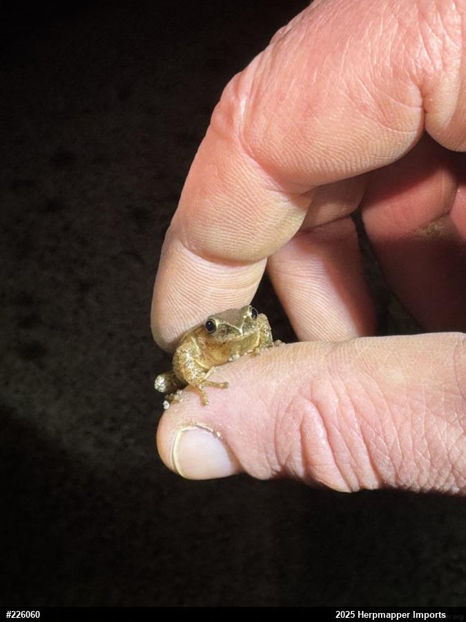 Spring Peeper