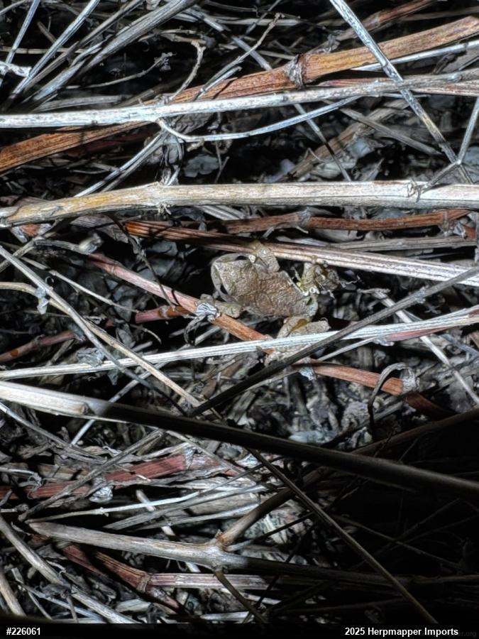 Spring Peeper