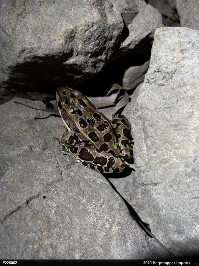 Northern Leopard Frog