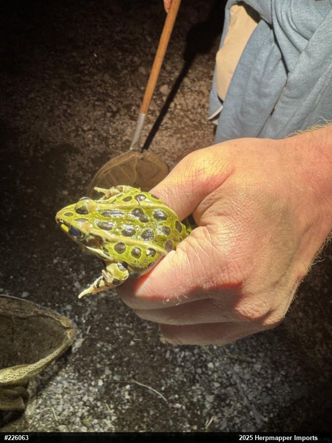 Northern Leopard Frog