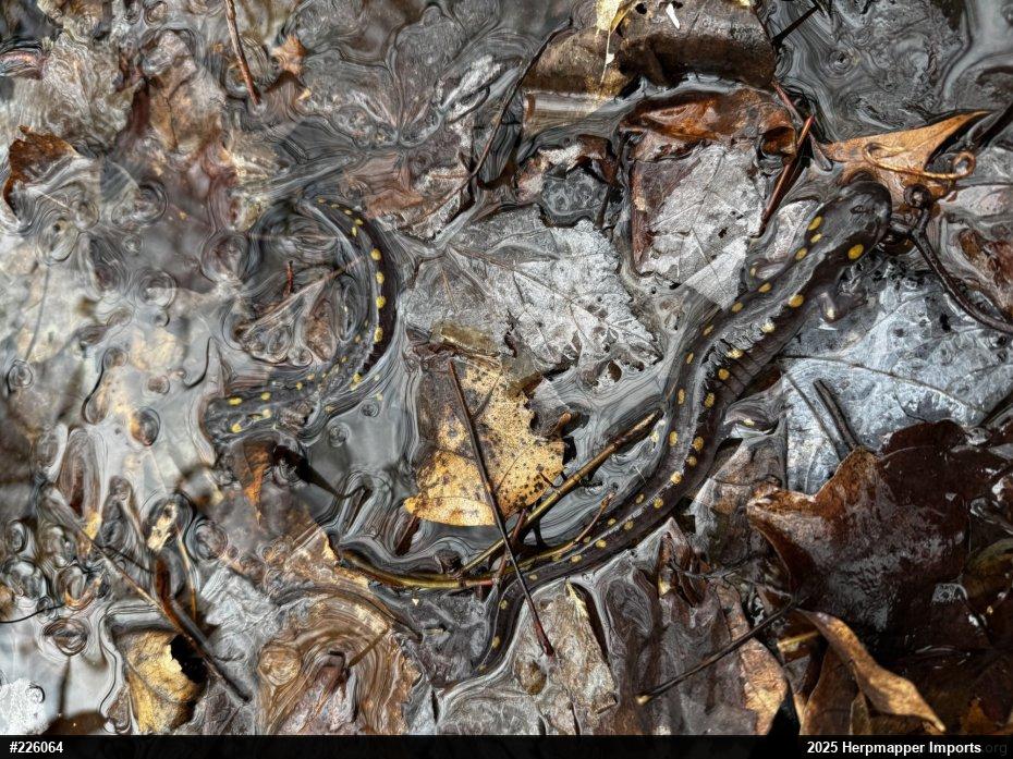 Spotted Salamander
