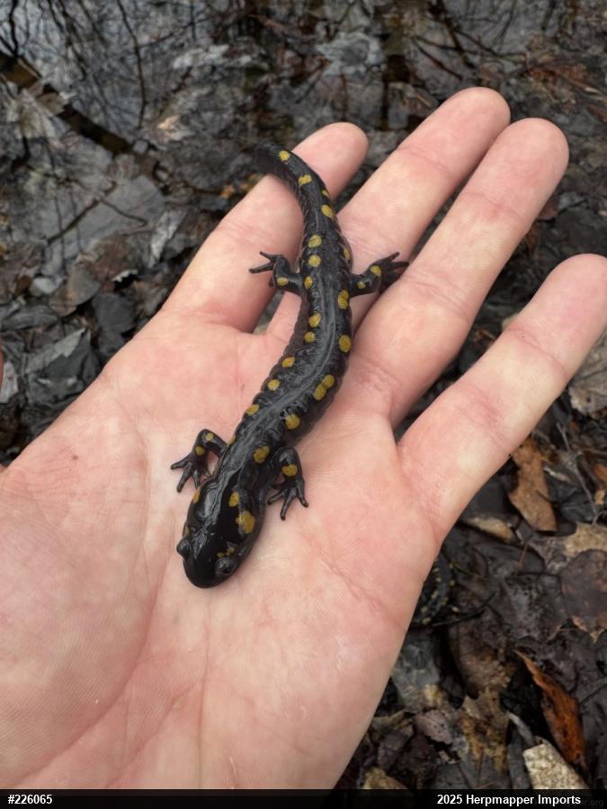 Spotted Salamander