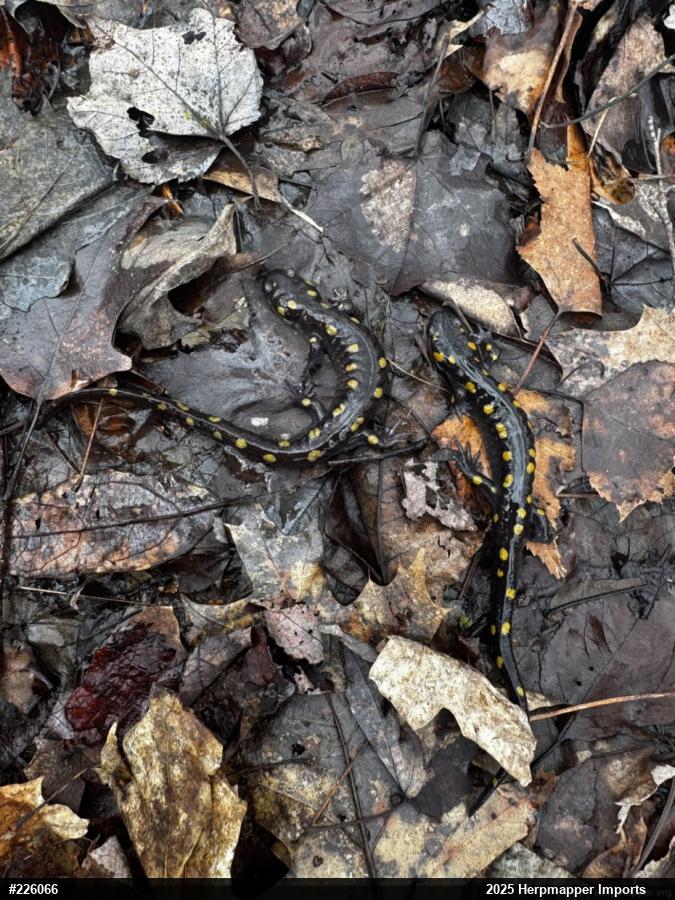 Spotted Salamander