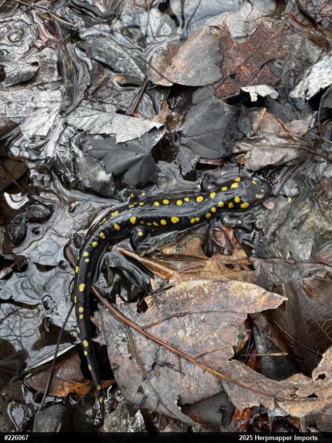Spotted Salamander