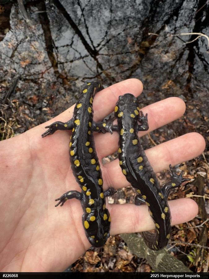 Spotted Salamander