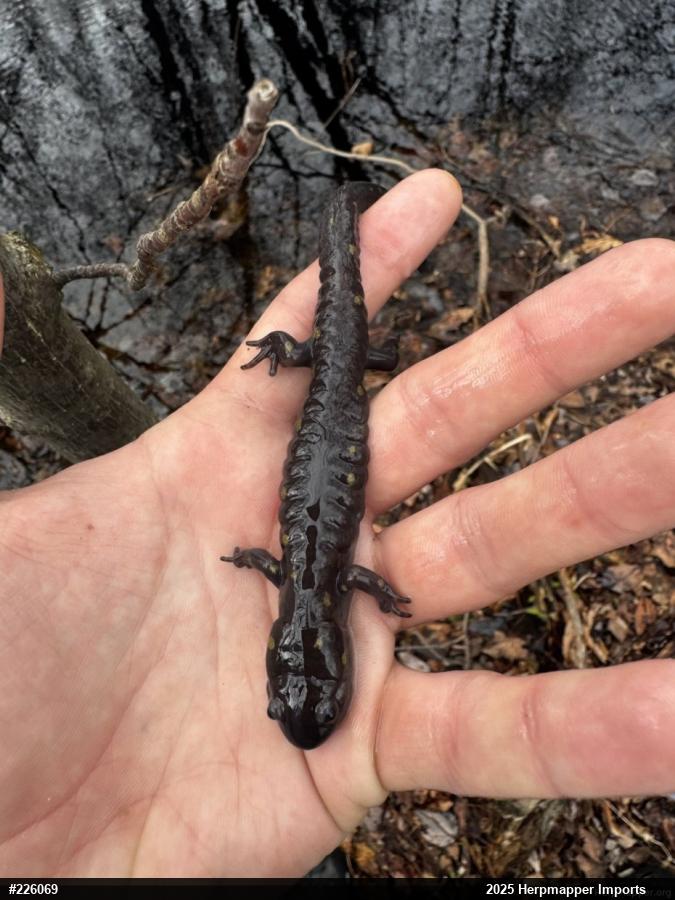 Spotted Salamander