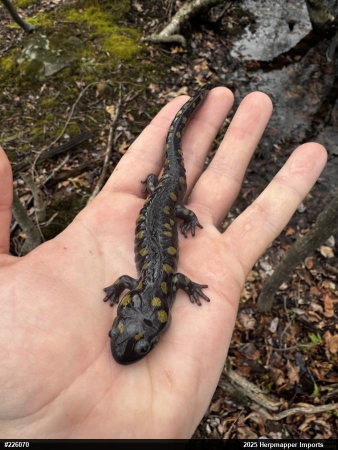 Spotted Salamander