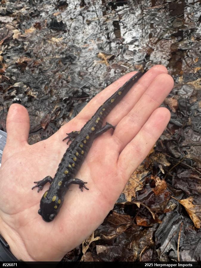 Spotted Salamander
