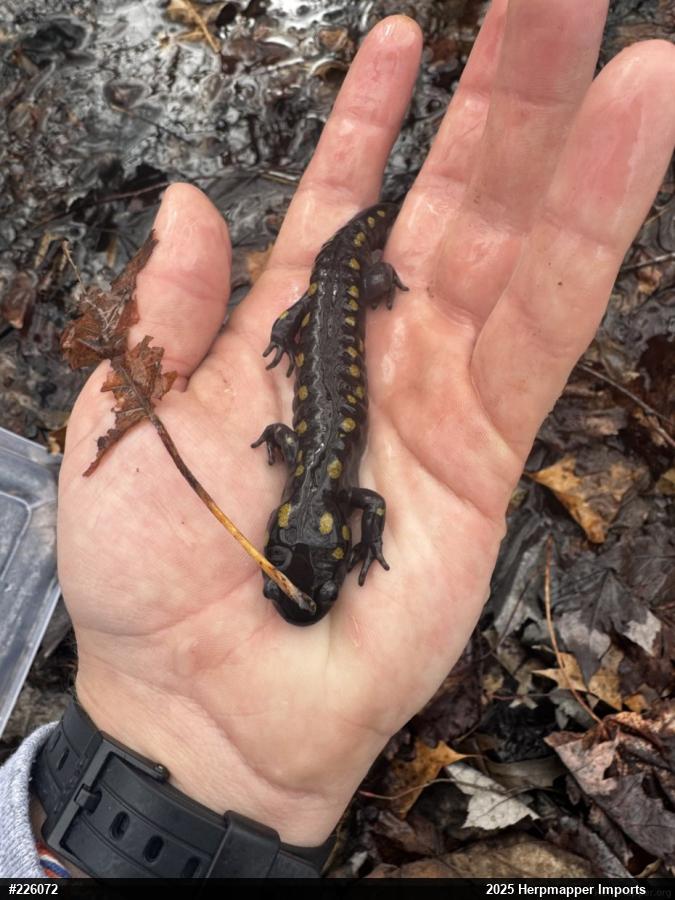 Spotted Salamander