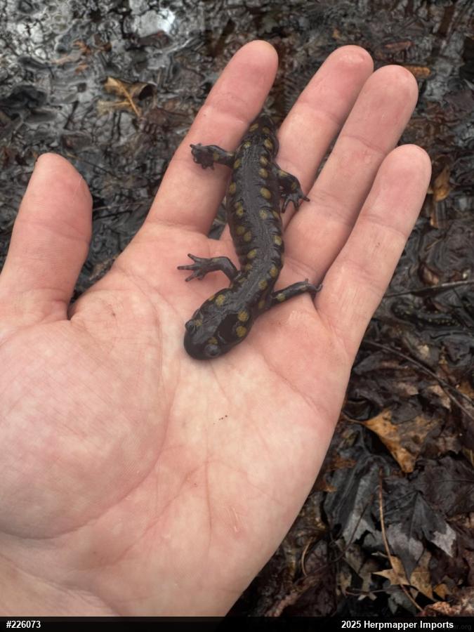 Spotted Salamander