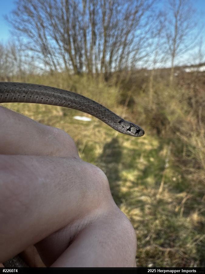 Dekay's Brownsnake