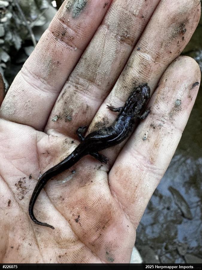 Allegheny Mountain Dusky Salamander