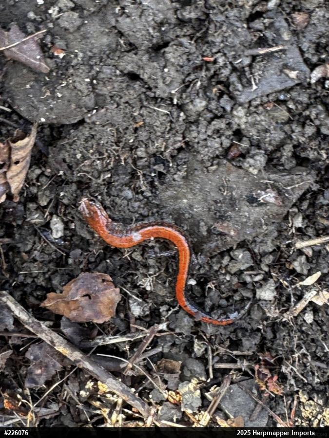 Eastern Red-backed  Salamander