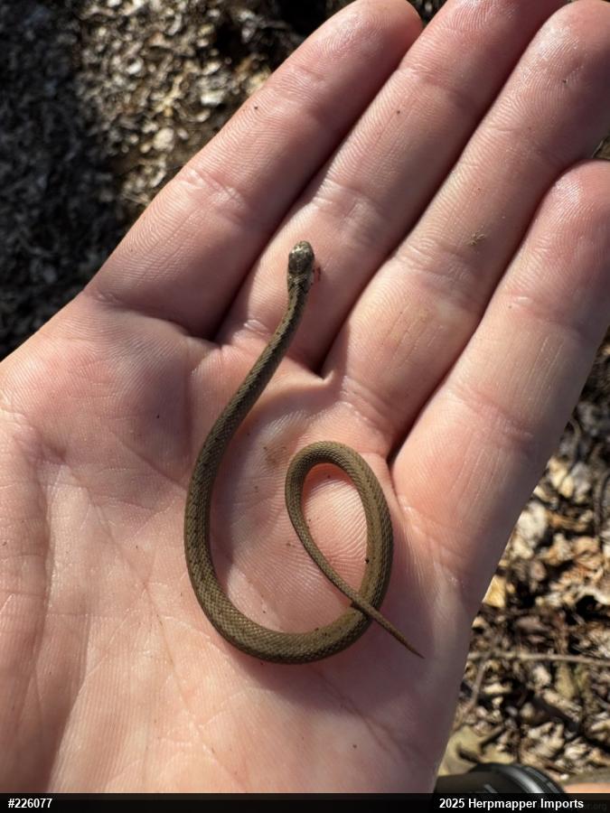 Dekay's Brownsnake