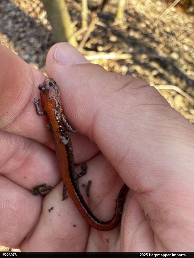 Eastern Red-backed  Salamander