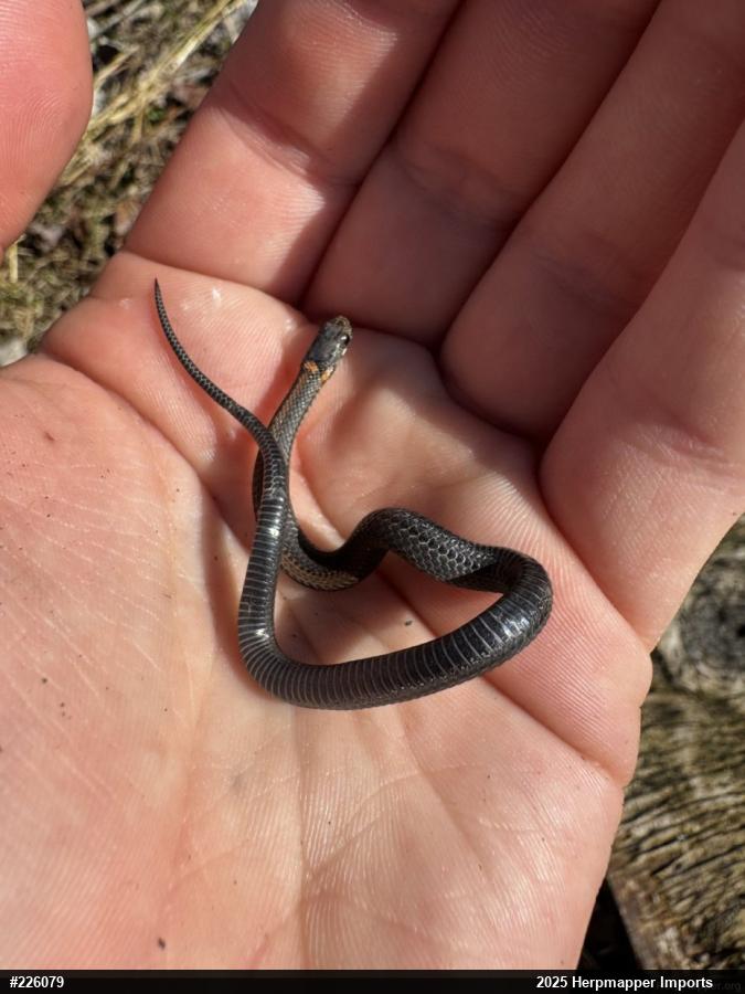 Red-bellied Snake