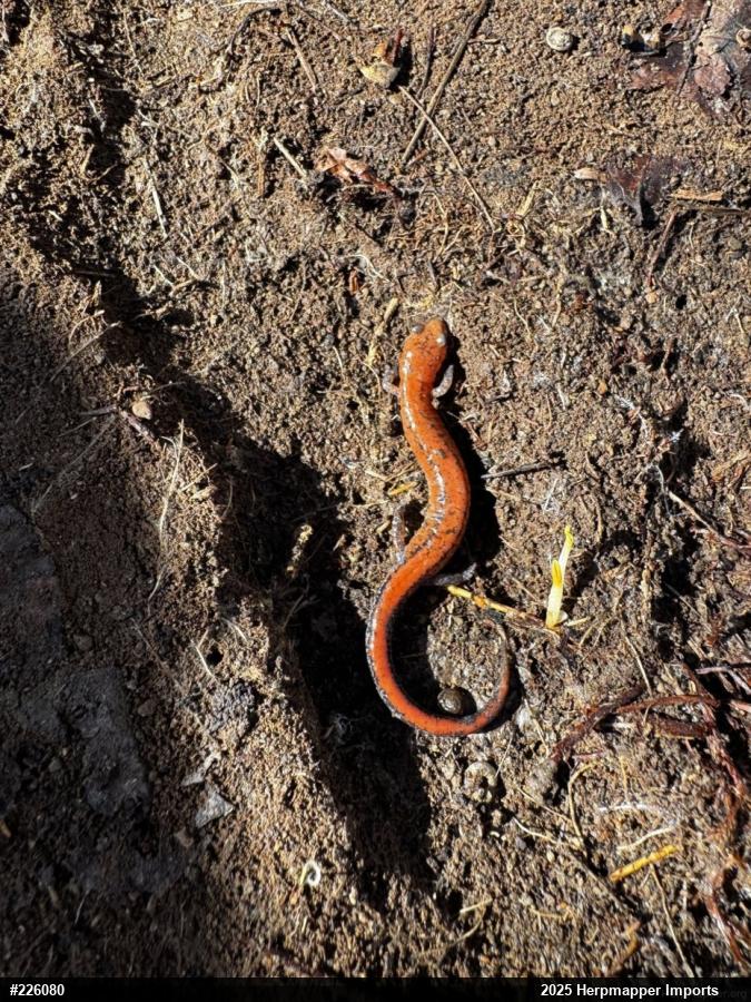 Eastern Red-backed  Salamander