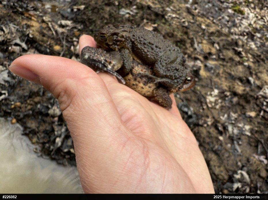 Eastern American Toad
