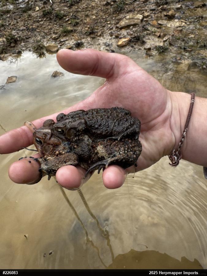 Eastern American Toad