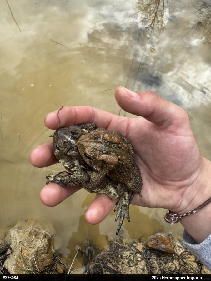 Eastern American Toad