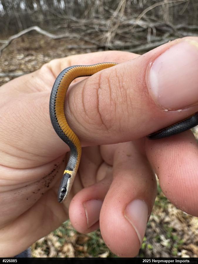 Northern Ring-necked Snake