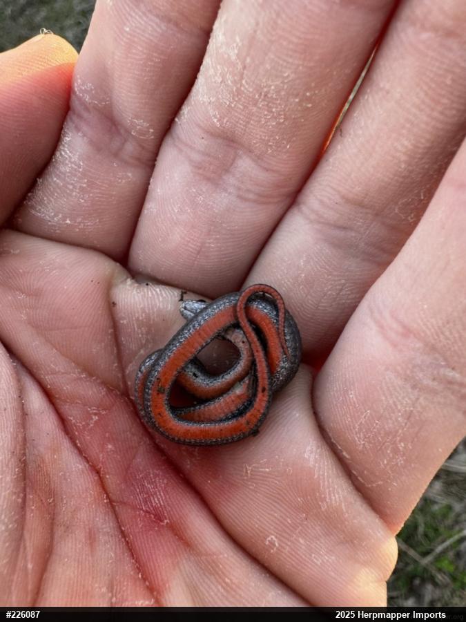 Red-bellied Snake