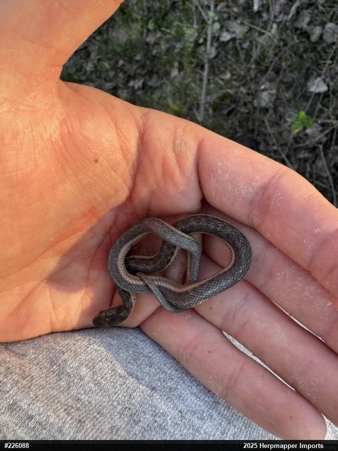 Eastern Gartersnake
