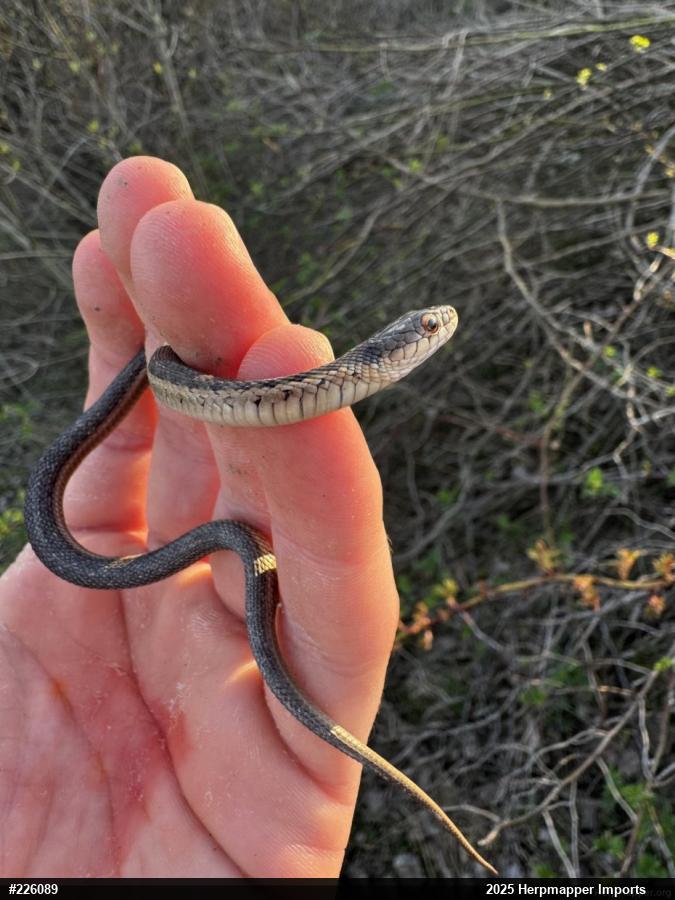 Eastern Gartersnake
